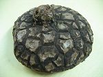 Dioscorea mexicana